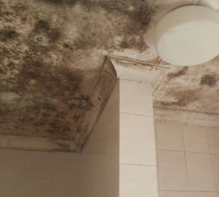 Bathroom Mold (Mould) Removal